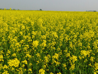 Obraz premium Cultivation of Indian winter mustard.