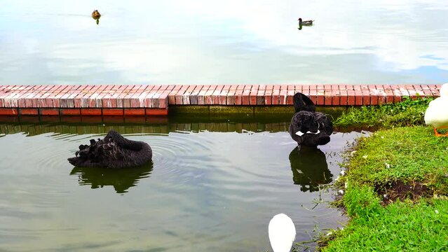 Royal Swan in Lake Morton at city center of lakeland Florida	
