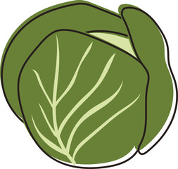Lettuce vector illustration
