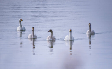 琵琶湖を泳ぐコハクチョウの親子