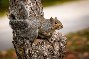 Naklejka na ściany i meble grey squirrel on a tree ready to jump