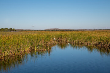 Egrets and Herons dot the beautiful landscape of the Florida Everglades