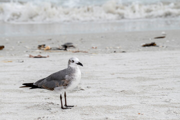 Laughing Gull on the shore of Sanibel Island.
