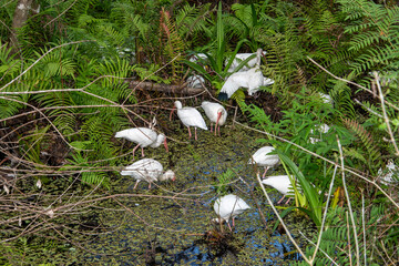 White Ibis probing for crayfish and frogs in the Florida Everglades