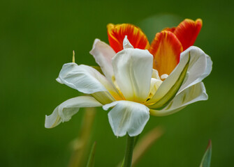 Fototapeta na wymiar white and yellow tulips