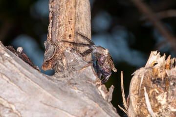 Mangrove tree crab on a tree trunk in the Florida Keys