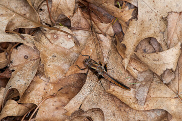 Immature Chalk-fronted Corporal dragonfly sunning in a pile of leaves.