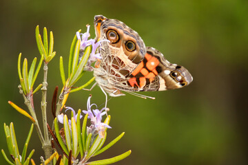 Beautiful butterfly on rosemary flowers, Parque ambiental do Bu&ccedil;aquinho, Esmoriz, Portugal