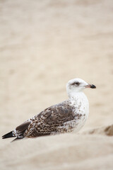 Juvenile seagull on the beach. Praia de Esmoriz, Portugal