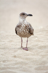 Juvenile seagull on the beach. Praia de Esmoriz, Portugal