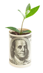 Growing business concept, roller Dollar with green leaf