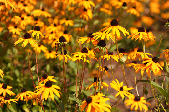 Yellow coneflowers, in the garden, Parque ambiental do Bu&ccedil;aquinho, Esmoriz, Portugal. Echinacea paradoxa
