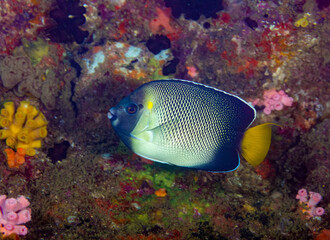Fototapeta na wymiar Yellow-tail butterflyfish