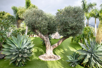 Old olive tree in a big garden surrounded by tropical flora, very neat and trimmed turf and water...