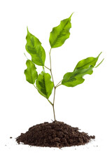 Little green tree with leaf