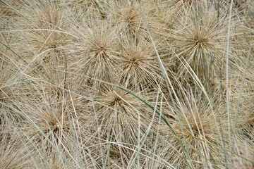 Sharp spiny spinifex grass background in full frame