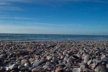 Shells at Pier 60
