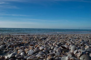 Photo sur Plexiglas Clearwater Beach, Floride Shells at Pier 60