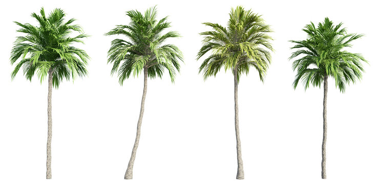 Palm trees with transparent background, 3D rendering, for illustration, digital composition, architecture visualization