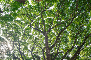 Majestic upwards view the canopy of tall trees forest at low angle view in sunlight