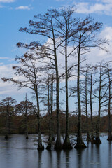 Cypress Lake 4
