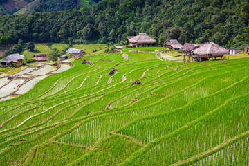 mountain landscape of Pa-Pong-Peang terrace paddy rice field at sunset