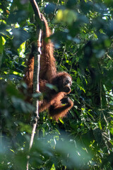 Wild Orangutan in the sunlit Jungle near Kinabtangan River in Borneo