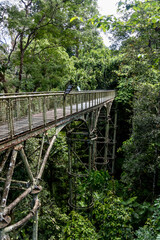 Fototapeta na wymiar Elevated WIldlife walkway in Rainforest Discovery Centre Sandakan Borneo