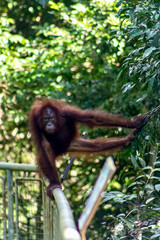 Orangutan in the Rainforest Discovery Centre Sandakan Borneo