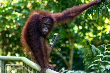 Orangutan in the Rainforest Discovery Centre Sandakan Borneo