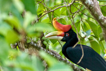 Rhinoceros Hornbill at the Rainforest Discovery Centre in Sandakan Borneo