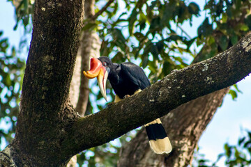 Rhinoceros Hornbill at the Rainforest Discovery Centre in Sandakan Borneo