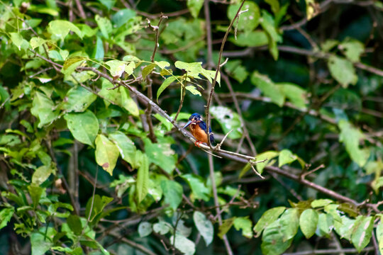 Blue-eared Kingfisher (Alcedo meninting) near the Kinabatangan River, Sukau, Saba