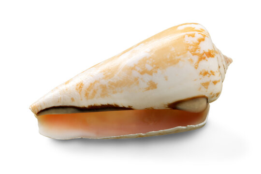 Decorations of seashell or ocean mollusk. Underwater life