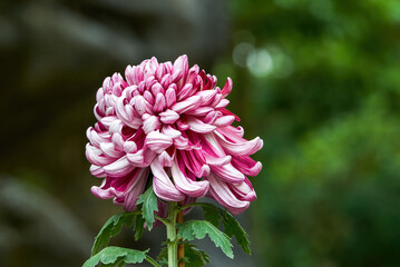 Close-up of a variety of delicate chrysanthemums in brilliant bloom