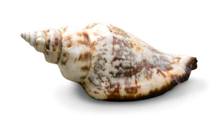 Decorations of seashell or ocean mollusk. Underwater life