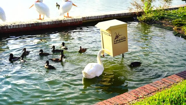 Royal Swan in Lake Morton at city center of lakeland Florida	
