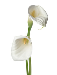Beautiful white calla lily flower - obrazy, fototapety, plakaty