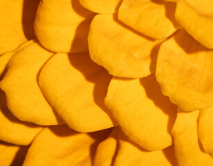 Background of yellow flower petals.
