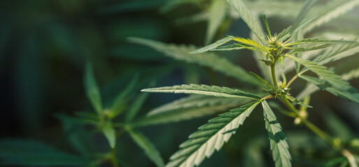 Cannabis bushes close-up under sunlight.