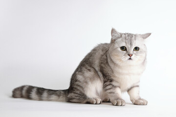 Fototapeta na wymiar cute and lovely cat