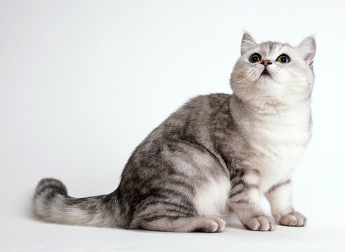  cute and lovely cat