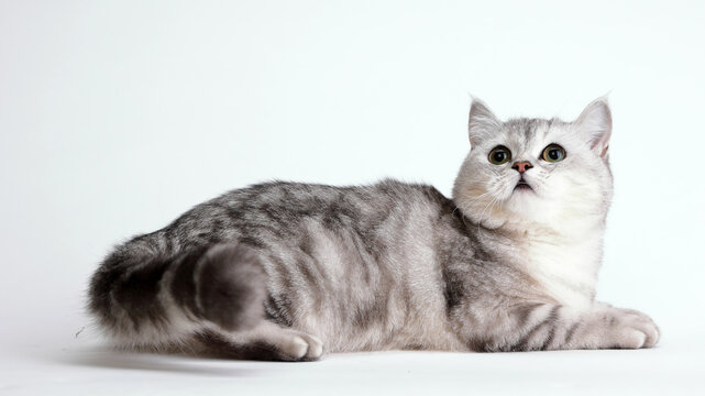  cute and lovely cat
