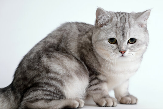  cute and lovely cat