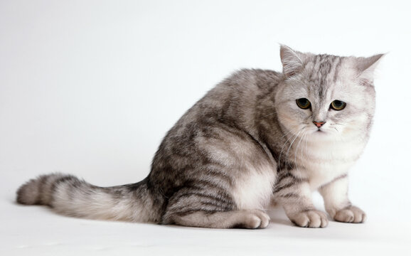  cute and lovely cat