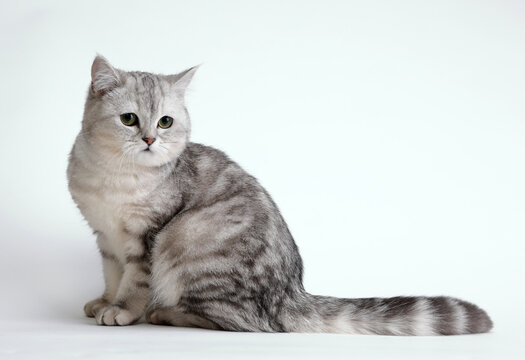  cute and lovely cat