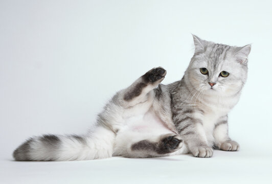  cute and lovely cat
