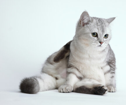  cute and lovely cat