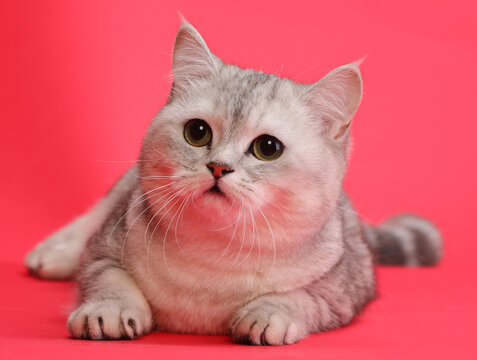  cute and lovely cat
