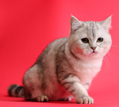  cute and lovely cat